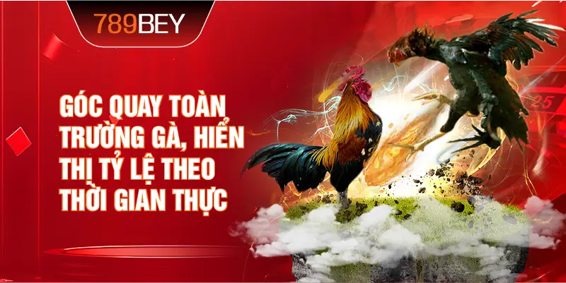 Góc quay toàn trường gà, hiển thị tỷ lệ theo thời gian thực